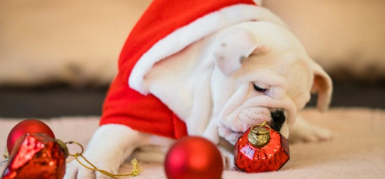 close up photo of bull dog near ornaments